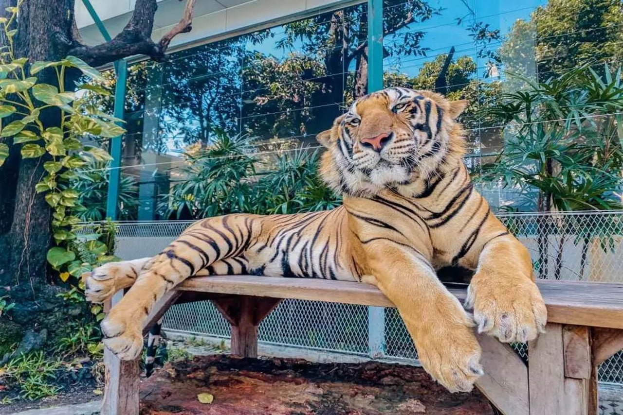 Công viên Pattaya Tiger